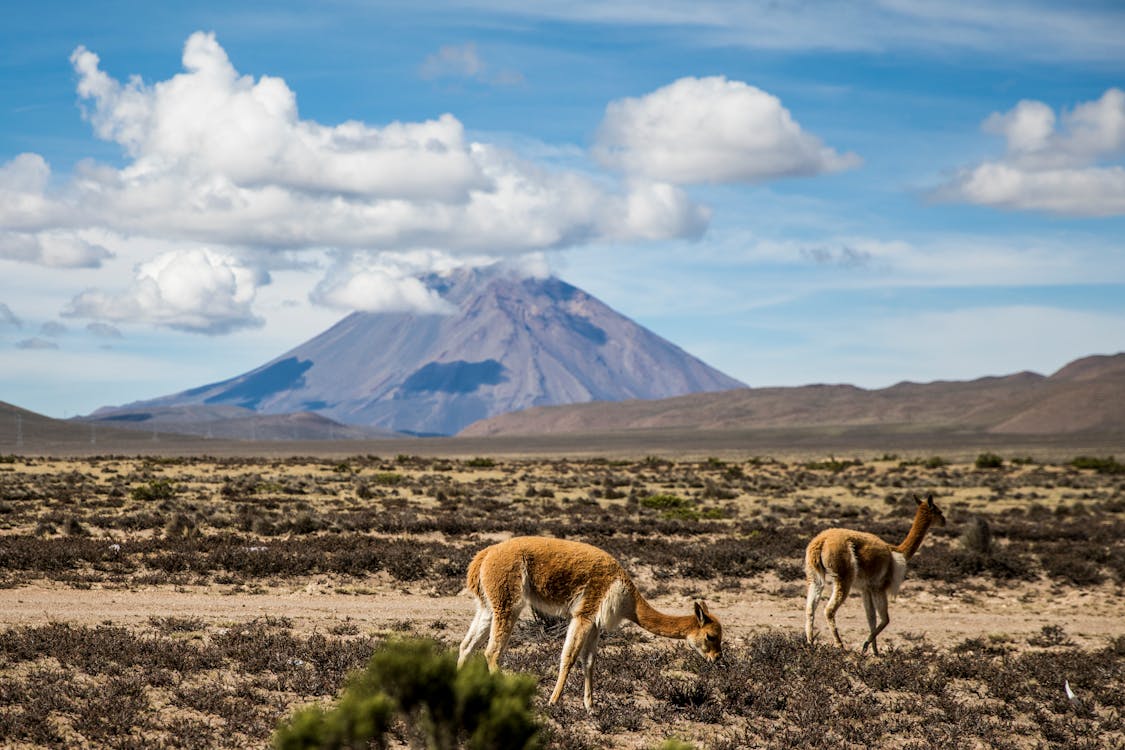 AREQUIPA 9