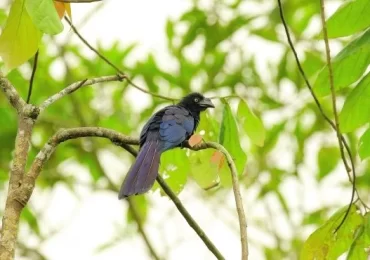 AVES 4