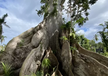 CEIBA ARBOL 2