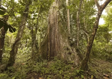 CEIBA ARBOL