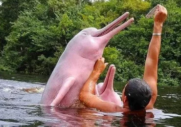 DELFINES ROSADOS