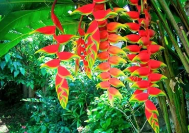 HELICONIA