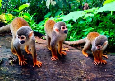MONOS