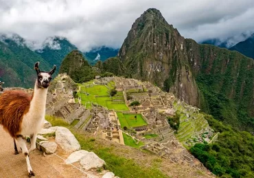 machu-picchu-llama