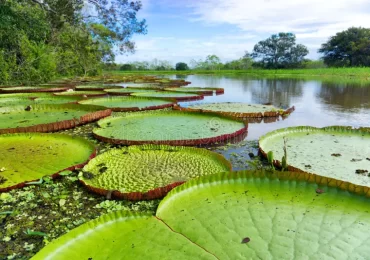 victoria amazonica